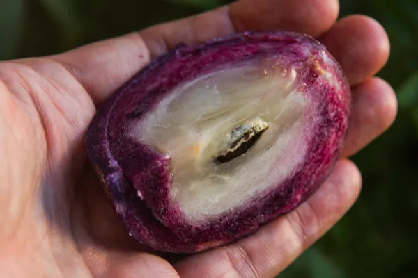 Pink_Skin_Milk_Fruit_Plant