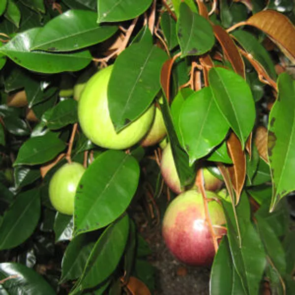 Pink_Skin_Milk_Fruit_Plant