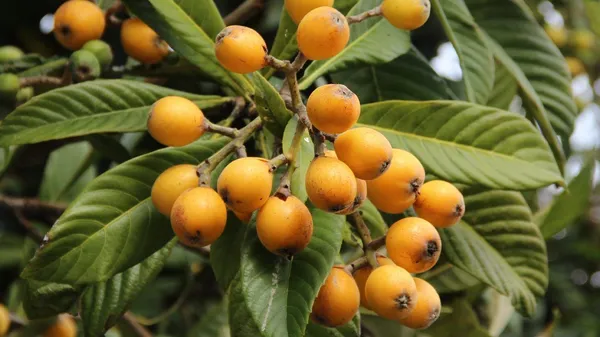 Loquat_Fruit_Plant