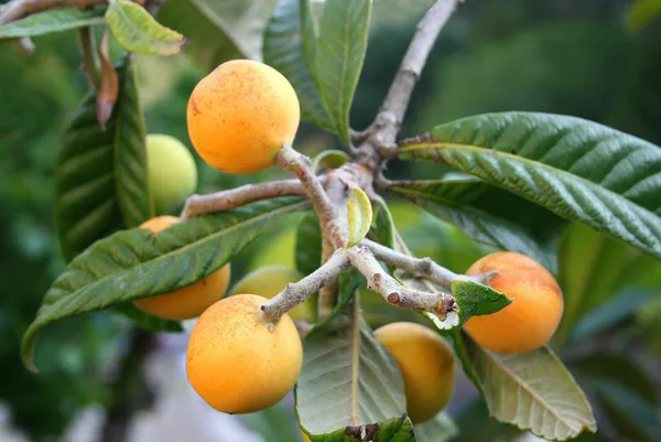Loquat_Fruit_Plant