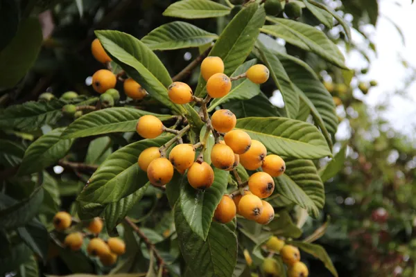 Loquat_Fruit_Plant
