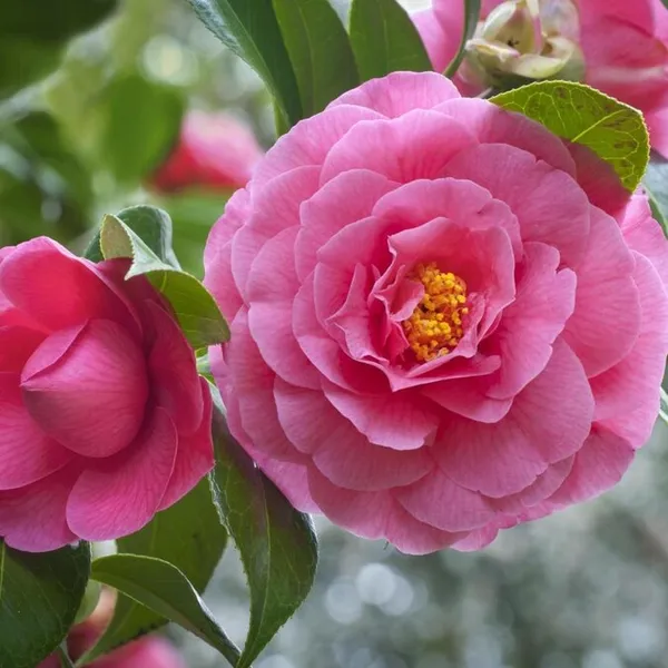 Camellia_Grafted_Pink_Flower_Plant
