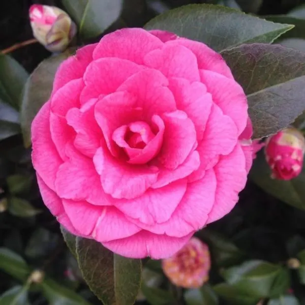 Camellia_Grafted_Pink_Flower_Plant
