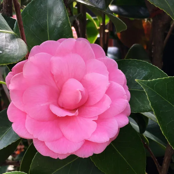 Camellia_Grafted_Pink_Flower_Plant