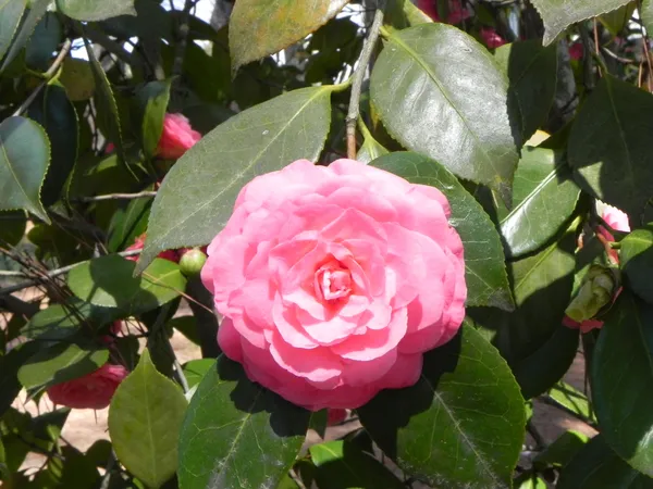 Camellia_Grafted_Pink_Flower_Plant