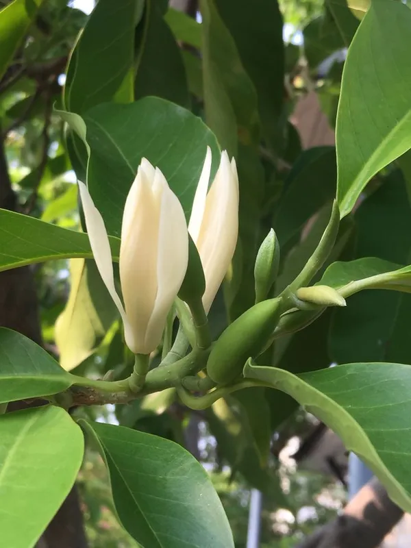 White_Champa_Grafted_ive_Plant_2_Years_Old_Plant_Ready_To_Bloom