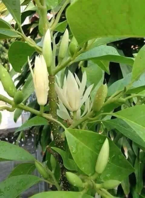 White_Champa_Grafted_ive_Plant_2_Years_Old_Plant_Ready_To_Bloom