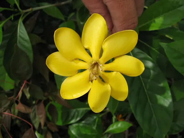Goldren_Yellow_Ghandaraj_Flower_Highly_Fragrant_Plant_&_Tree