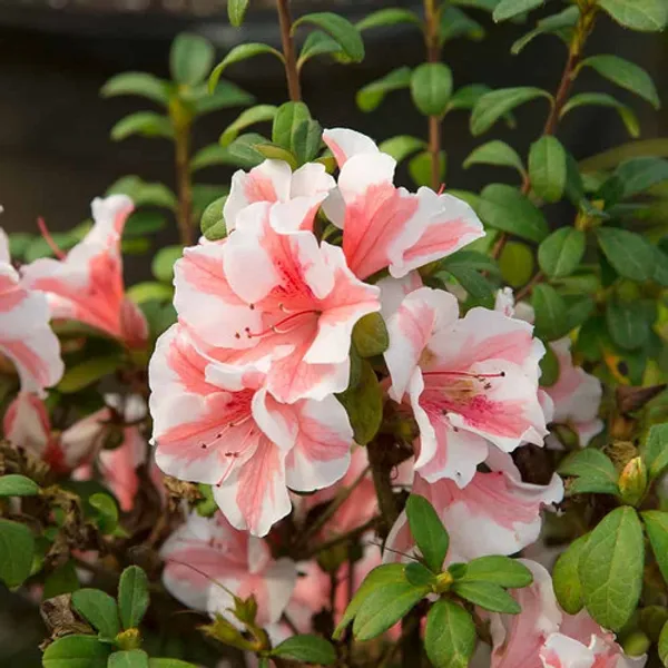 Azalea_Grafted_.5-3.5_Ft_Flower_Plant