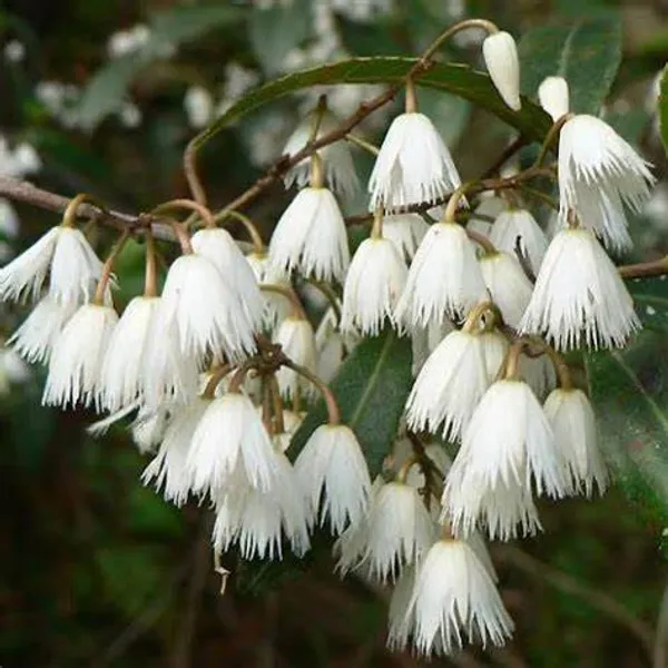 Indian_Hybrid_Rudrakhas_Plant