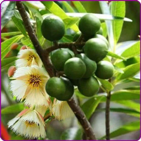 Indian_Hybrid_Rudrakhas_Plant