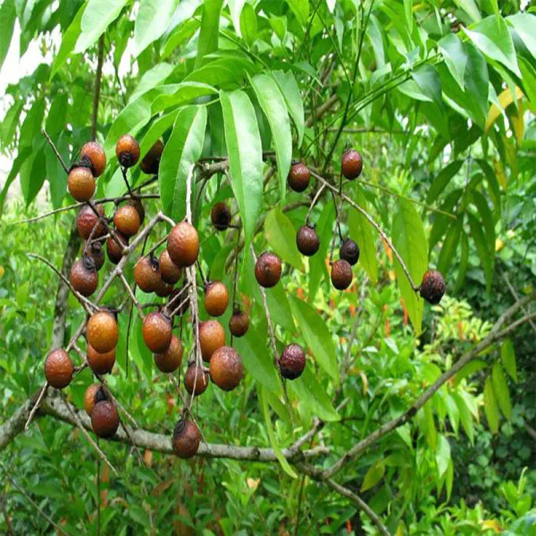 Indian_Hybrid_Rudrakhas_Plant