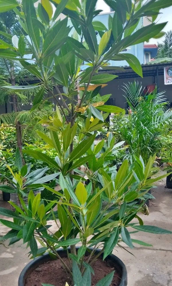 Indian_Hybrid_Rudrakhas_Plant