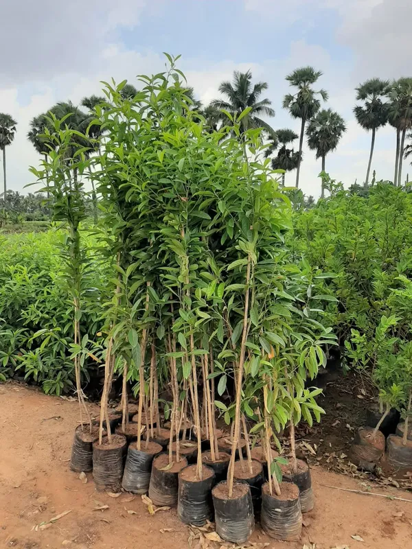 Indian_Hybrid_Rudrakhas_Plant