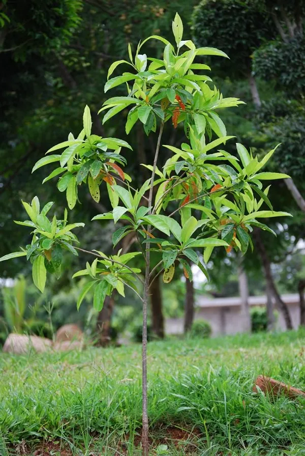 Indian_Hybrid_Rudrakhas_Plant