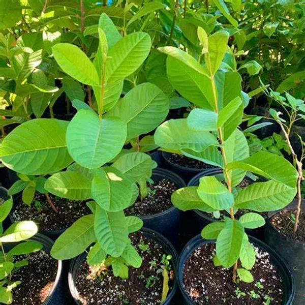 Seedless_Grafted_adhuri_Guava_Hybrid_Plant