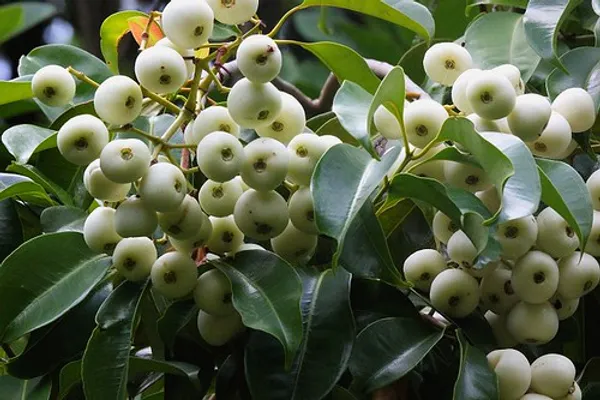 California_Catseye_Berry_Fruit_Plant_Hybrid