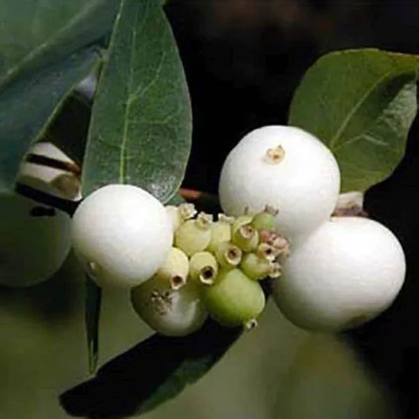 California_Catseye_Berry_Fruit_Plant_Hybrid