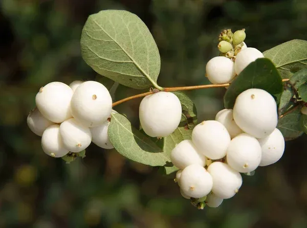 California_Catseye_Berry_Fruit_Plant_Hybrid
