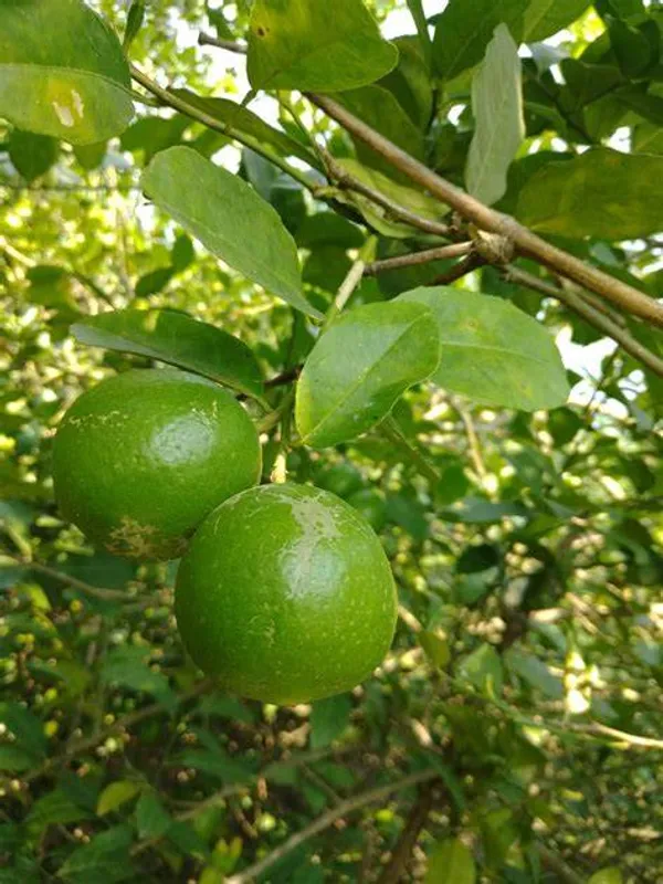 All_Time_Kagaji_Lemon_Hybrid_Plant_Grafted