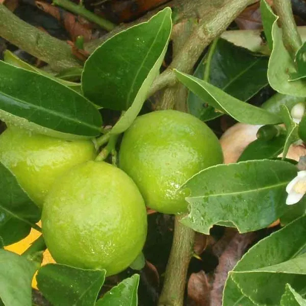 All_Time_Kagaji_Lemon_Hybrid_Plant_Grafted