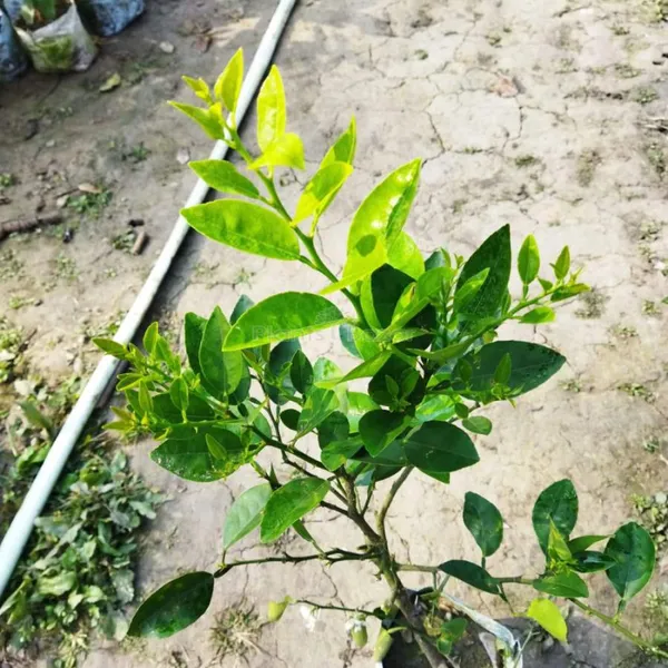 All_Time_Kagaji_Lemon_Hybrid_Plant_Grafted