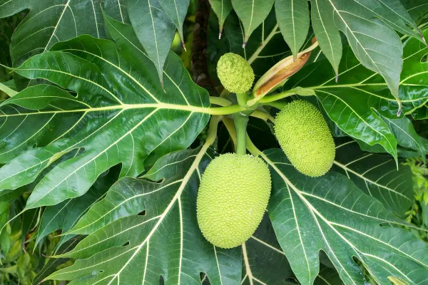 Bread_Fruit_Plant_Hybrid