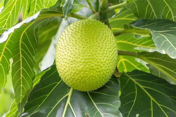Bread_Fruit_Plant_Hybrid