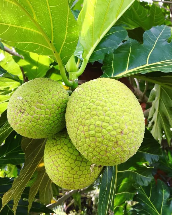 Bread_Fruit_Plant_Hybrid