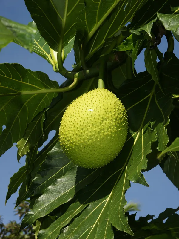 Bread_Fruit_Plant_Hybrid