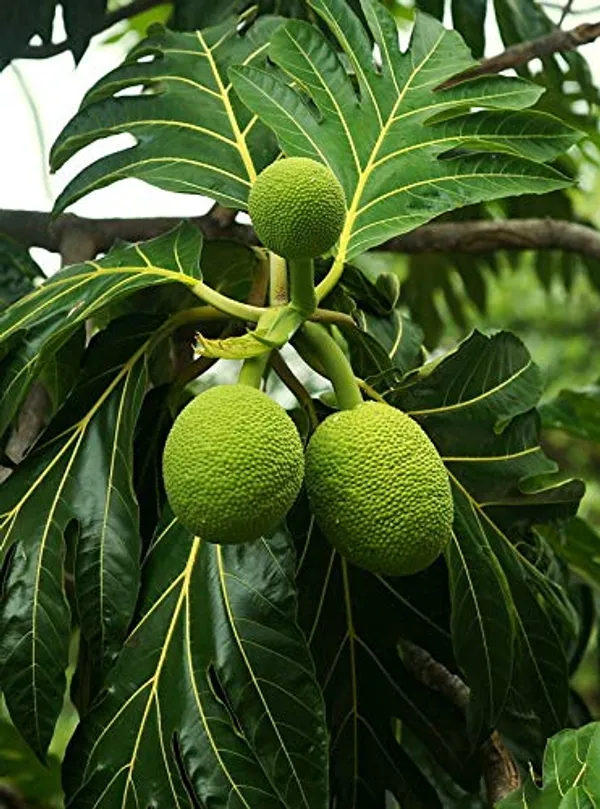 Bread_Fruit_Plant_Hybrid