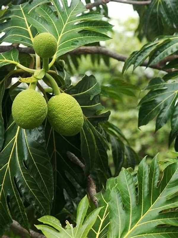 Bread_Fruit_Plant_Hybrid