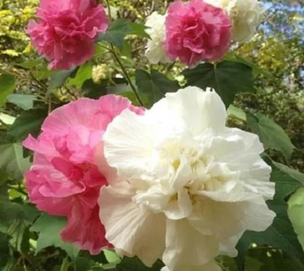 Land_Lotus_Plant