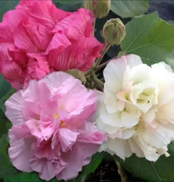 Land_Lotus_Plant