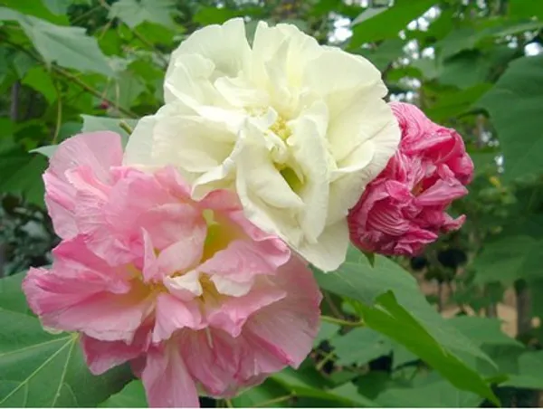 Land_Lotus_Plant