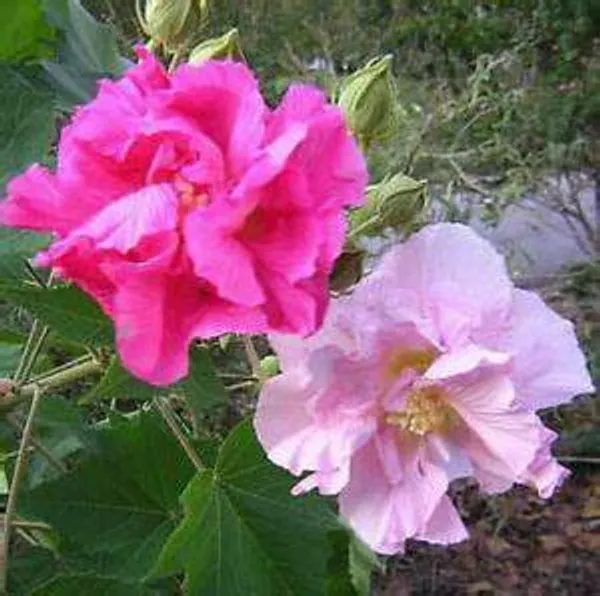 Land_Lotus_Plant