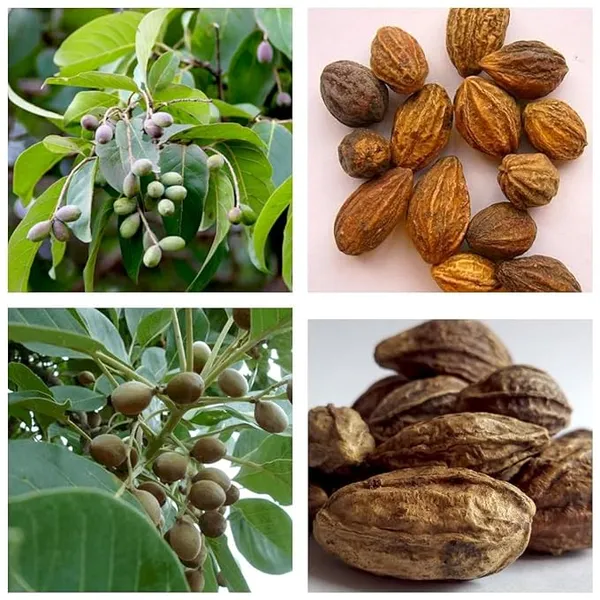 Haritaki_Plant/Kadukkai_Podi_Terminalia_Chebula_Air_Layered_Plant_Haritika,Haritaki,Myroblans,Terminalia_Chebula,_Chebulic_Myrobalan_Kadukka