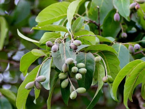 Haritaki_Plant/Kadukkai_Podi_Terminalia_Chebula_Air_Layered_Plant_Haritika,Haritaki,Myroblans,Terminalia_Chebula,_Chebulic_Myrobalan_Kadukka
