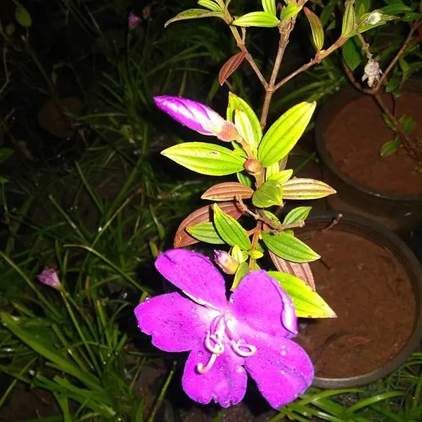 Begum_Bahar_Grafted_Flowering_Plant