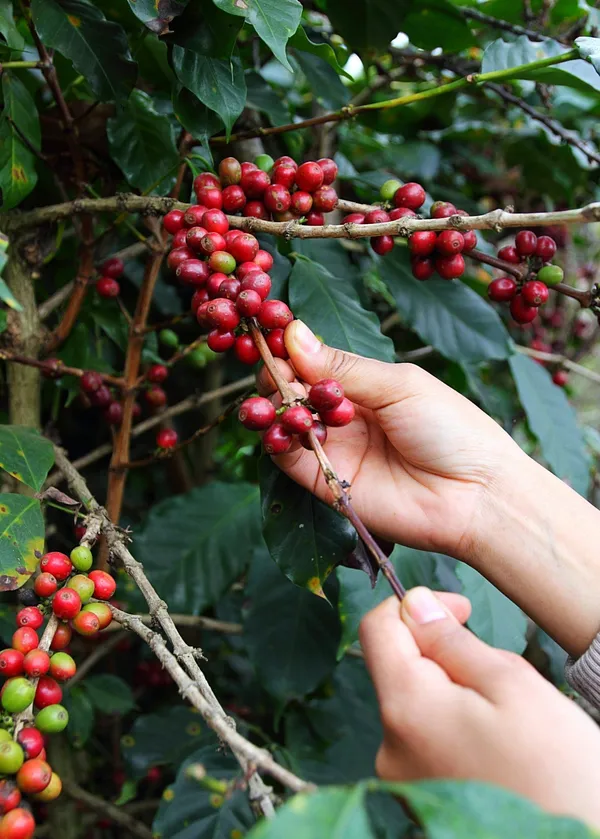 Brazilian_Hybrid_Coffee_Fruit_Plant