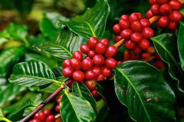 Brazilian_Hybrid_Coffee_Fruit_Plant