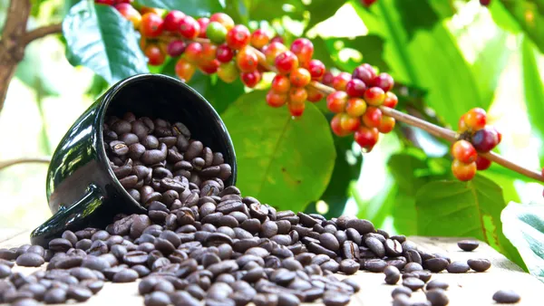 Brazilian_Hybrid_Coffee_Fruit_Plant