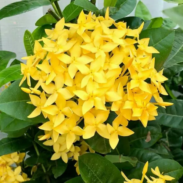 Ixora_Yellow_Flower_Plant