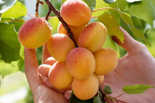 Apricot_Fruit_Plant_Hybrid