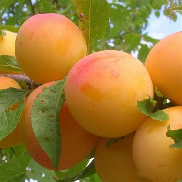 Apricot_Fruit_Plant_Hybrid