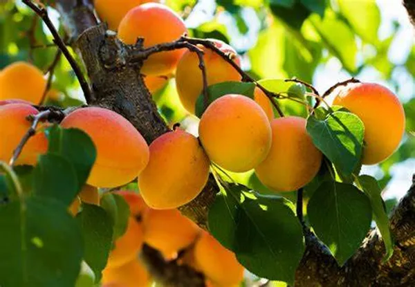 Apricot_Fruit_Plant_Hybrid