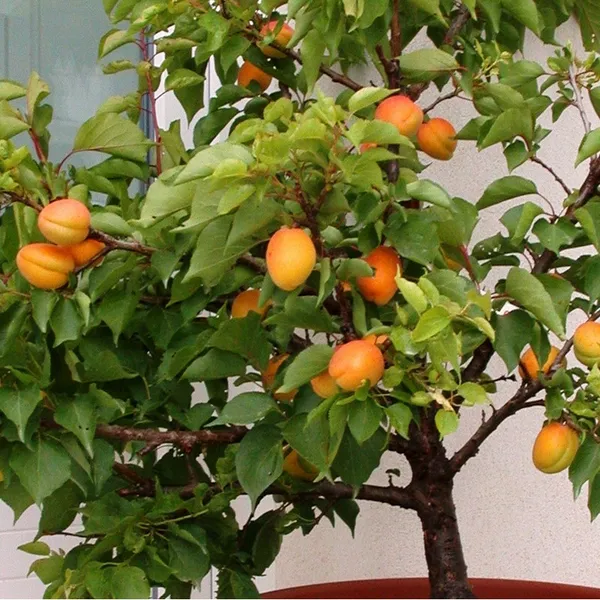 Apricot_Fruit_Plant_Hybrid