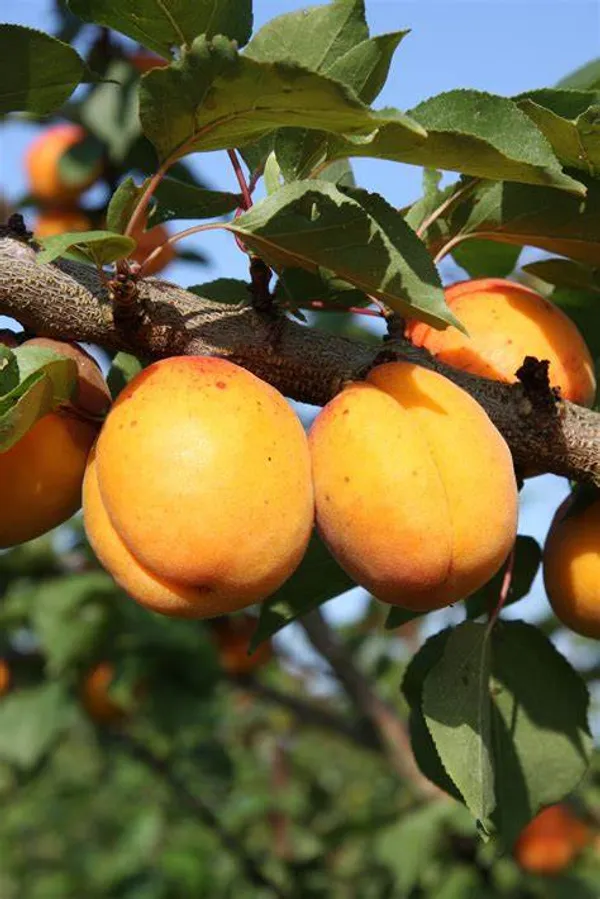 Apricot_Fruit_Plant_Hybrid