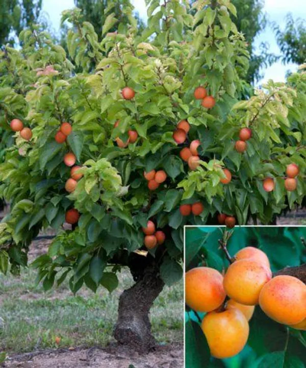 Apricot_Fruit_Plant_Hybrid