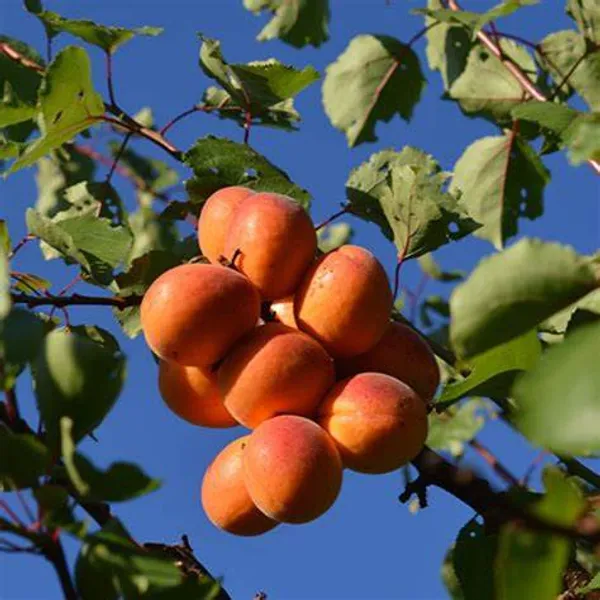 Apricot_Fruit_Plant_Hybrid